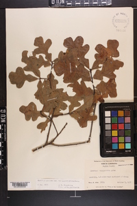 Quercus margaretta image