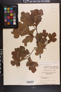 Quercus margaretta image