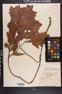 Quercus margaretta image