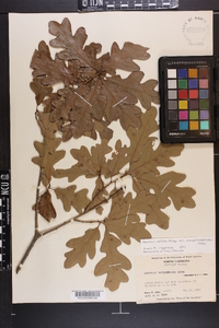 Quercus margaretta image