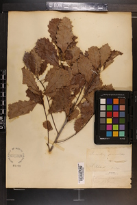 Quercus prinoides image