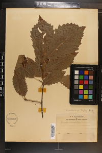 Image Associated With the Occurence