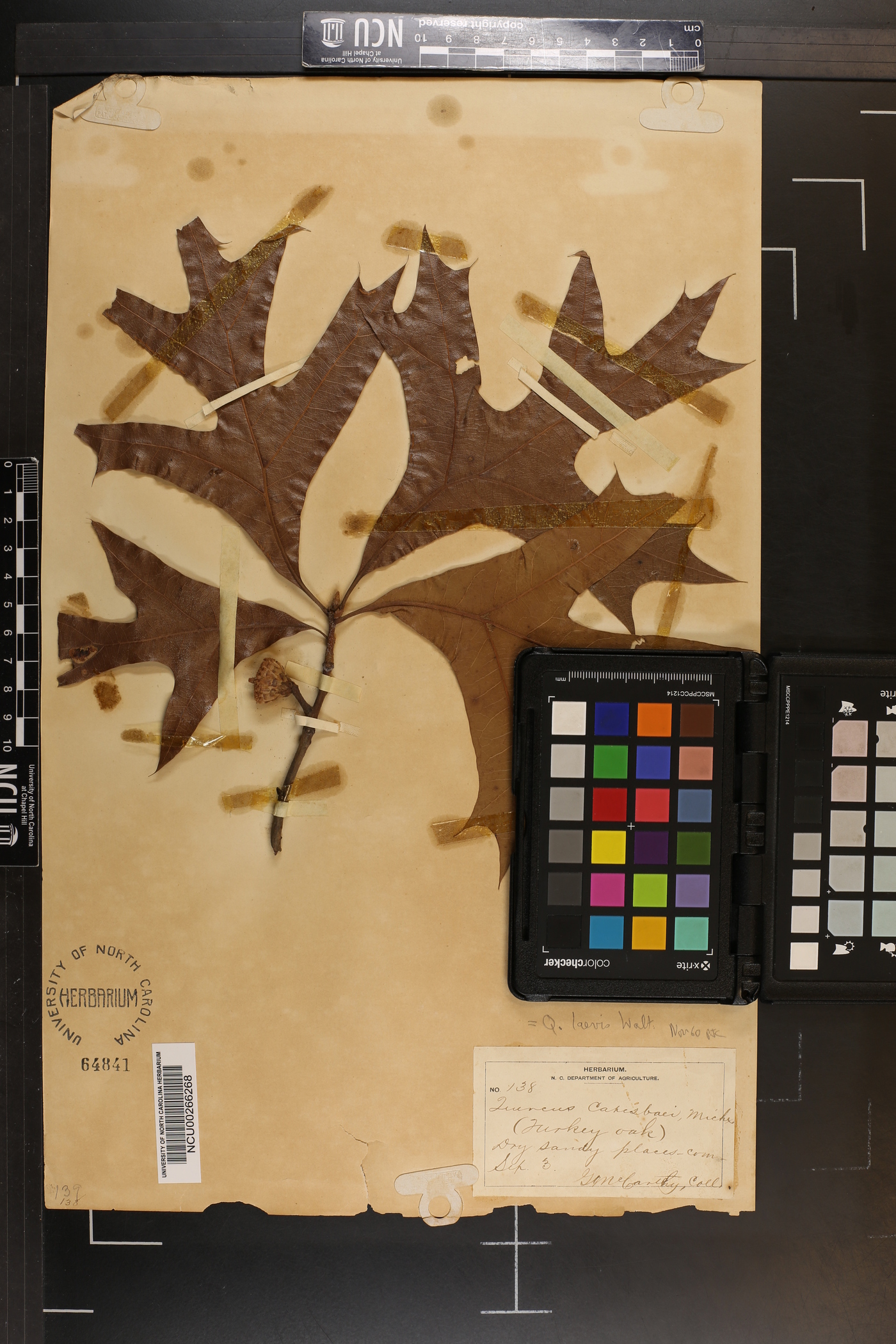 Quercus catesbaei image
