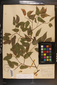 Celtis laevigata image