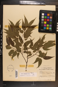 Celtis laevigata image