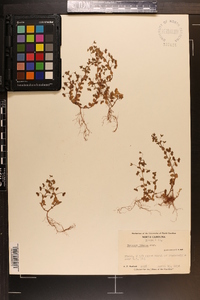 Veronica persica image