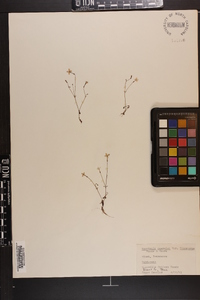 Houstonia caerulea var. faxonorum image