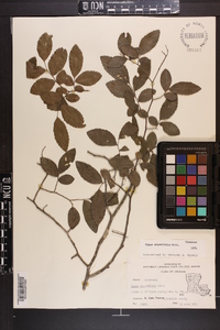 Ulmus crassifolia image