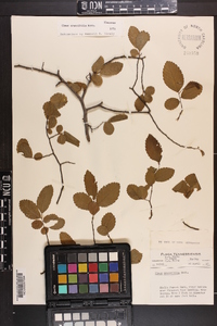 Ulmus crassifolia image