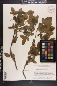 Ulmus crassifolia image