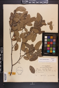 Ulmus crassifolia image