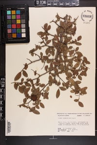 Ulmus crassifolia image