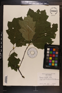 Quercus rubra var. borealis image