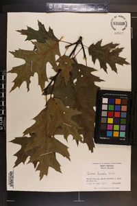 Quercus rubra var. borealis image