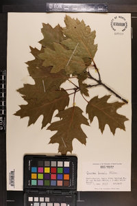 Quercus rubra var. borealis image