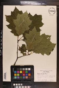 Quercus rubra var. borealis image