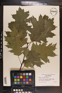 Quercus rubra var. borealis image