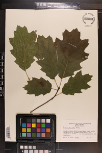 Quercus rubra var. borealis image