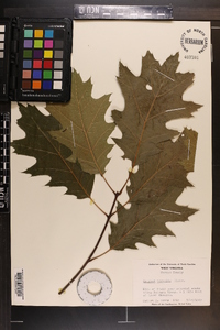 Quercus rubra var. borealis image