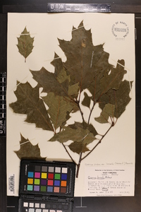 Quercus rubra var. borealis image