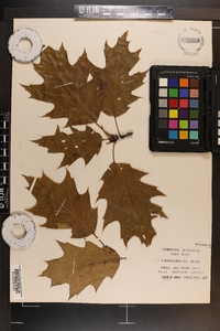 Quercus rubra var. borealis image