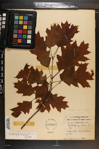 Quercus rubra var. borealis image