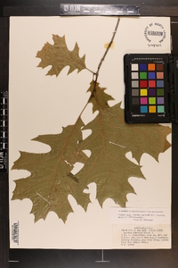 Quercus rubra var. borealis image