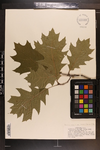 Quercus rubra var. borealis image