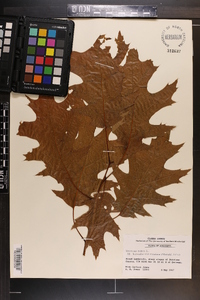 Quercus rubra var. borealis image