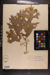 Quercus shumardii image