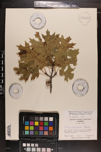 Quercus shumardii image