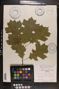 Quercus shumardii image