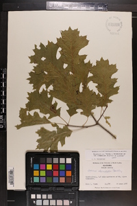 Quercus shumardii image