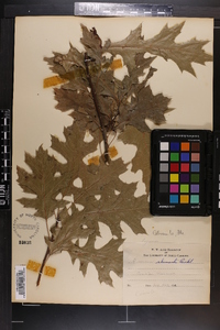 Quercus shumardii image