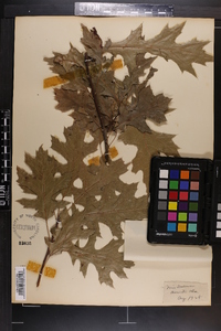 Quercus shumardii image