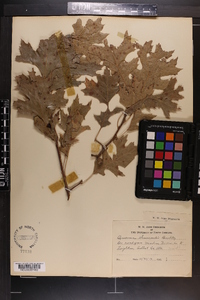 Quercus shumardii image