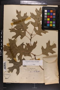 Quercus shumardii image