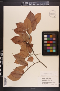 Ulmus serotina image