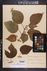 Broussonetia papyrifera image