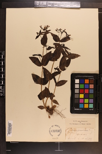 Houstonia purpurea image