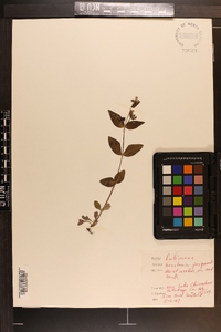 Houstonia purpurea image