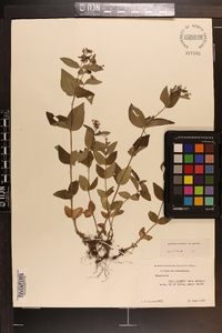 Houstonia purpurea image