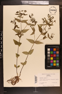 Houstonia purpurea image