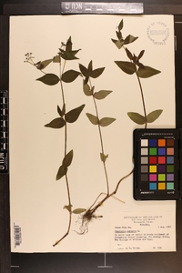 Houstonia purpurea image