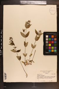 Houstonia purpurea image