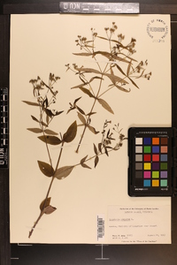 Houstonia purpurea image