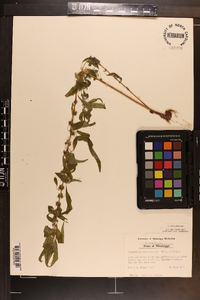 Parietaria pensylvanica image