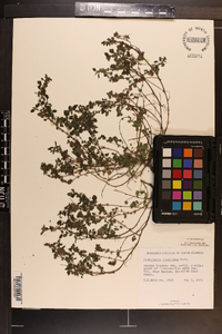 Parietaria floridana image