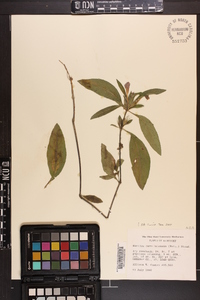 Ruellia caroliniensis image