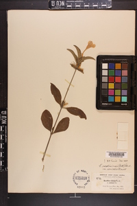 Ruellia caroliniensis image